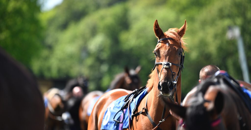 front up picture of horse