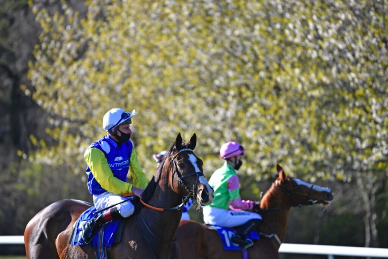 Race horses and Jockeys