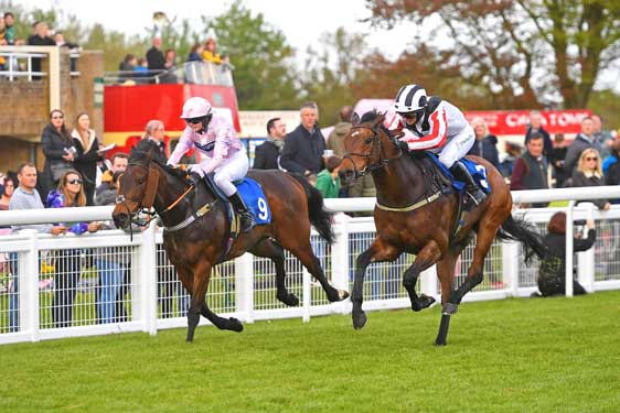 two horses running down track with jockey