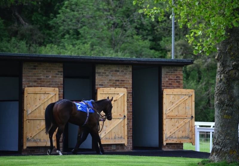 Horse being lead to the parade ring